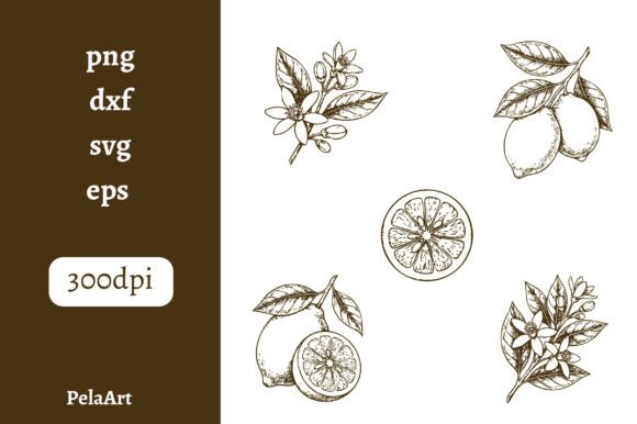 Vintage Lemon Illustrations: A Brand Designer's Review